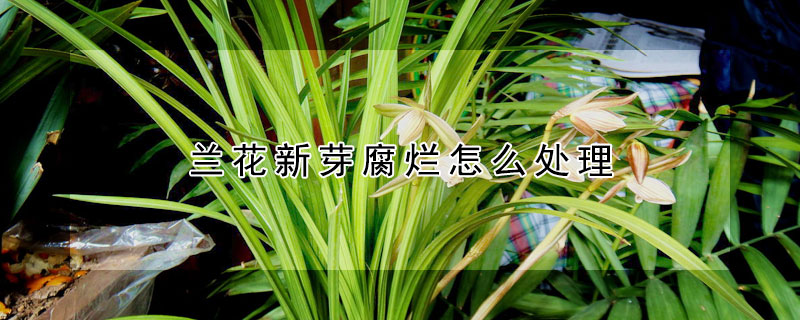 蘭花新芽腐爛怎麼處理