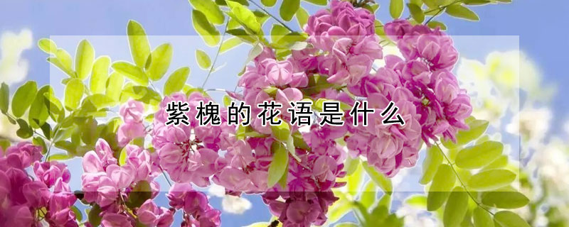 紫槐的花語是什麼