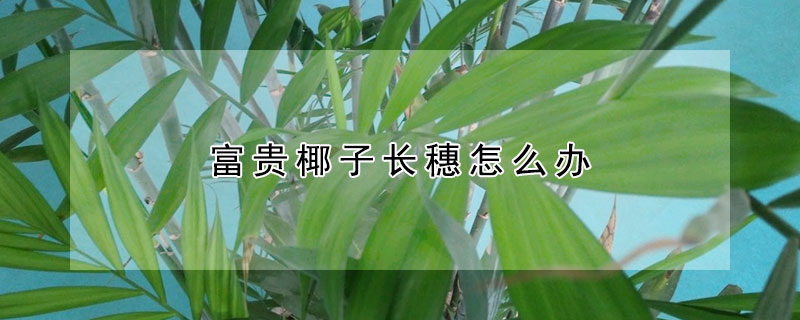 富貴椰子長穗怎麼辦