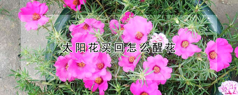 太陽花買回怎麼醒花