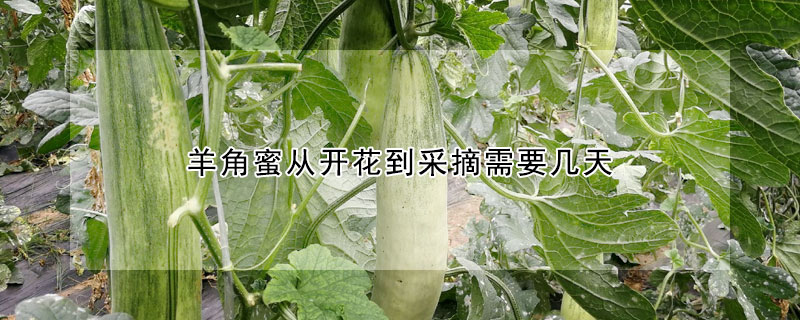 羊角蜜從開花到采摘需要幾天