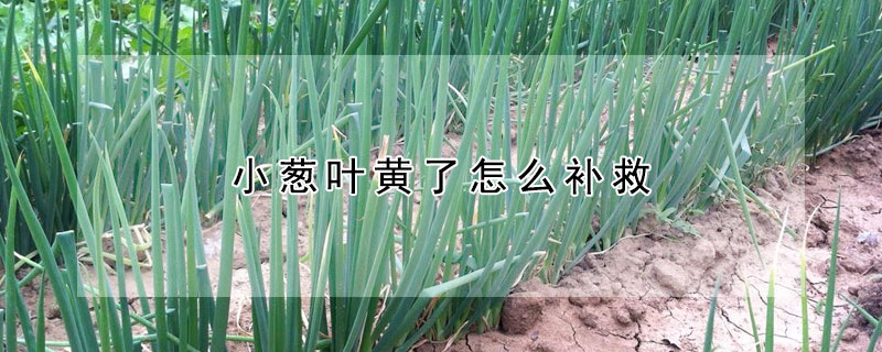 小蔥葉黃了怎麼補救