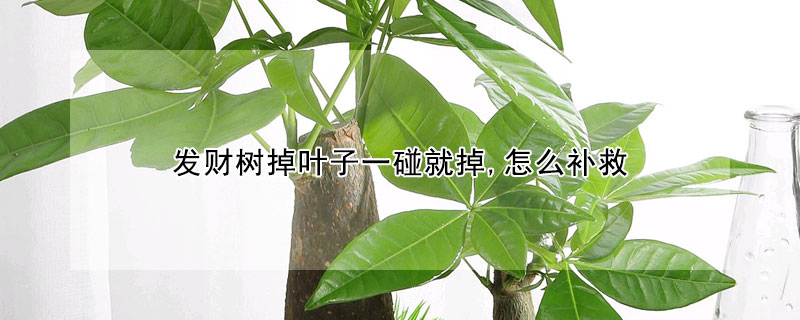 發財樹掉葉子一碰就掉,怎麼補救