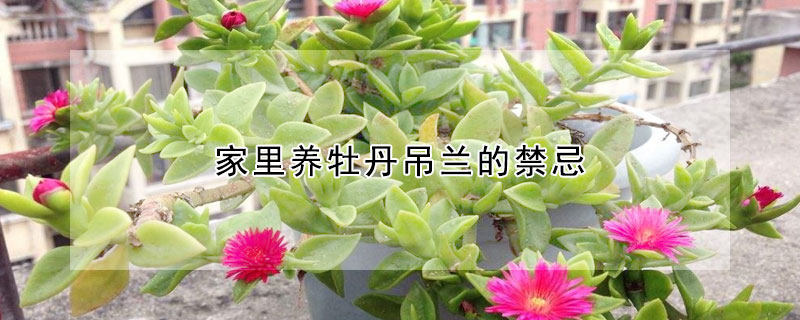 家裏養牡丹吊蘭的禁忌