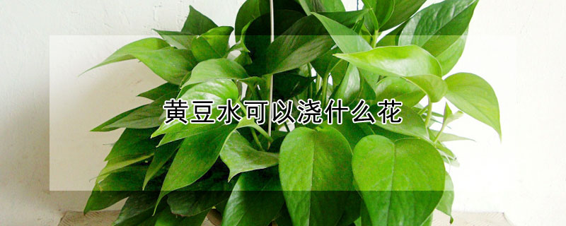 黃豆水可以澆什麼花