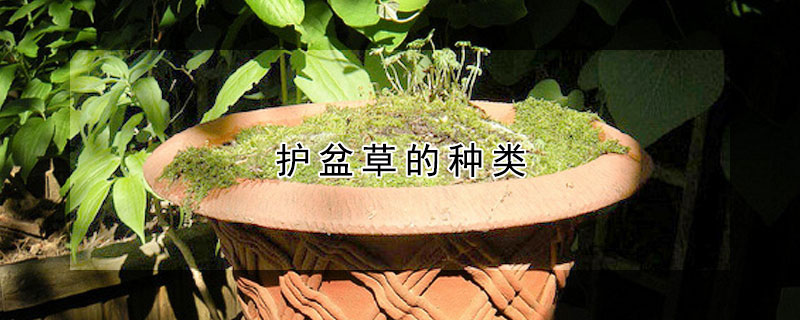 護盆草的種類