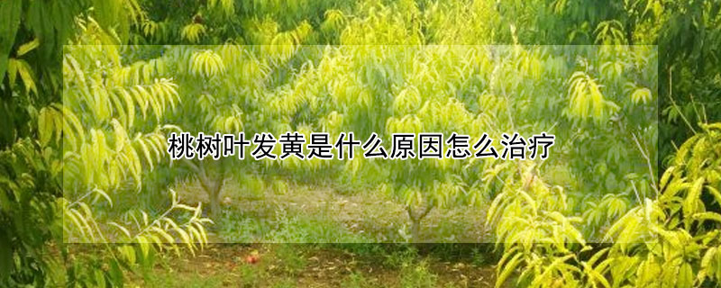 桃樹葉發黃是什麼原因怎麼治療