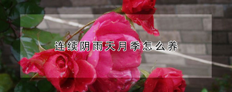 連續陰雨天月季怎麼養