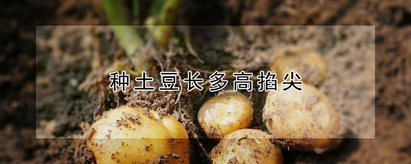 種土豆長多高掐尖