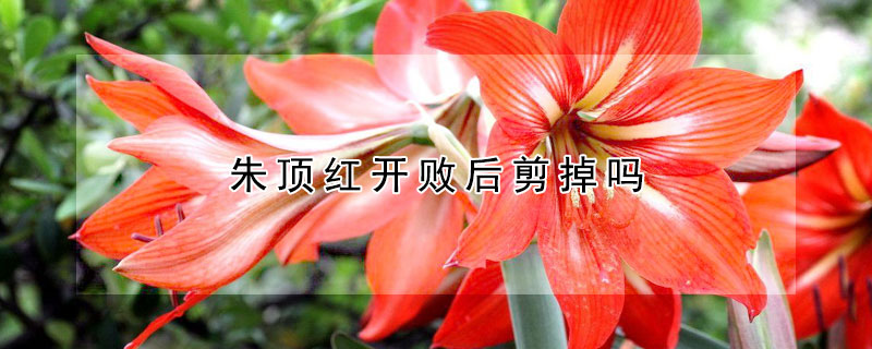 朱頂紅開敗後剪掉嗎