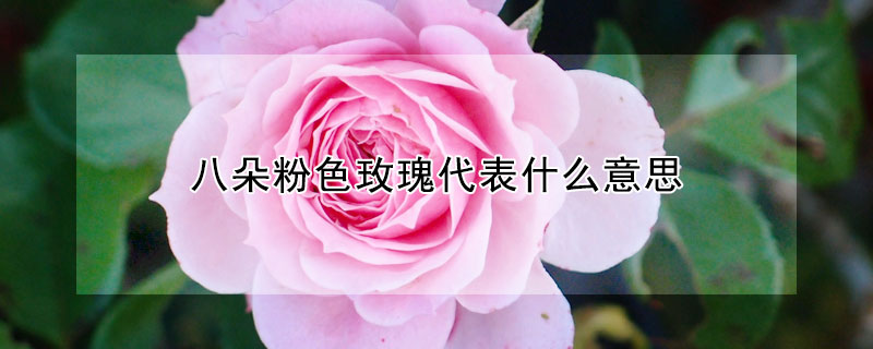 八朵粉色玫瑰代表什麼意思
