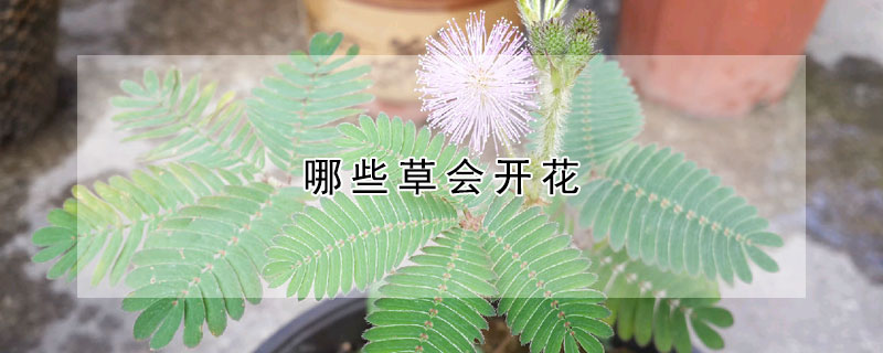 哪些草會開花