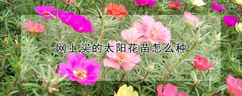 網上買的太陽花苗怎麼種