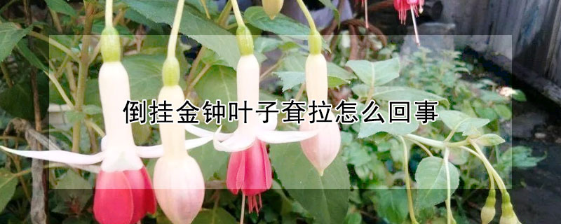 倒掛金鍾葉子耷拉怎麼回事