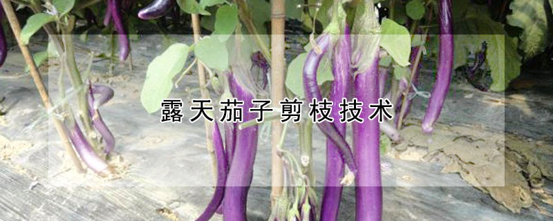 露天茄子剪枝技術