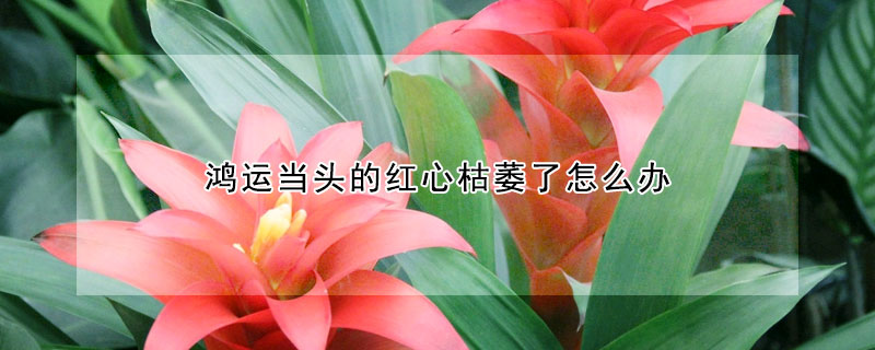 鴻運當頭的紅心枯萎了怎麼辦