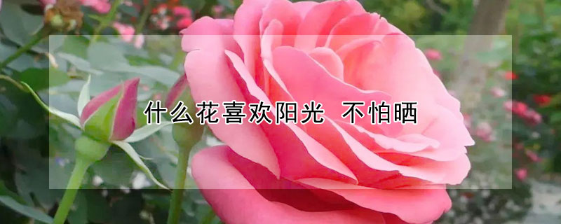 什麼花喜歡陽光 不怕曬