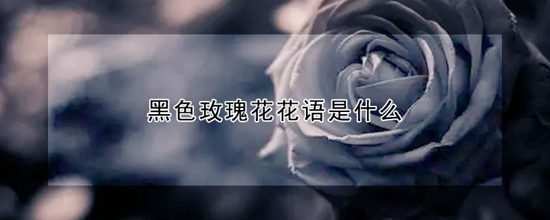 黑色玫瑰花花語是什麼