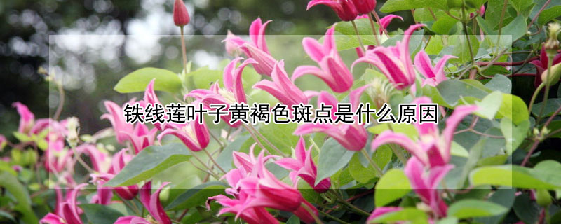 鐵線蓮葉子黃褐色斑點是什麼原因