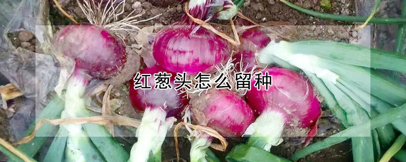 紅蔥頭怎麼留種