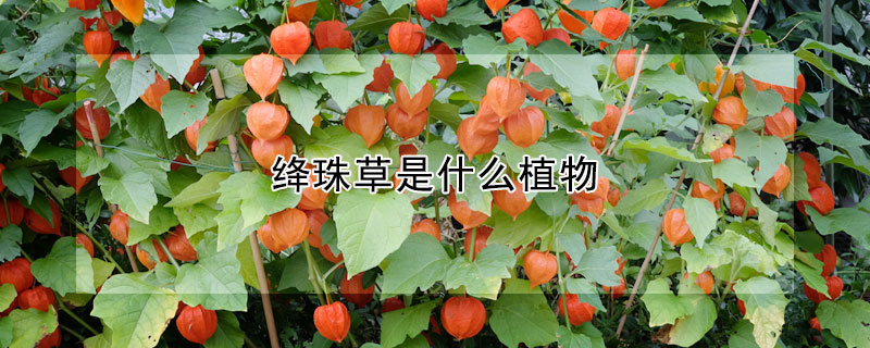 絳珠草是什麼植物