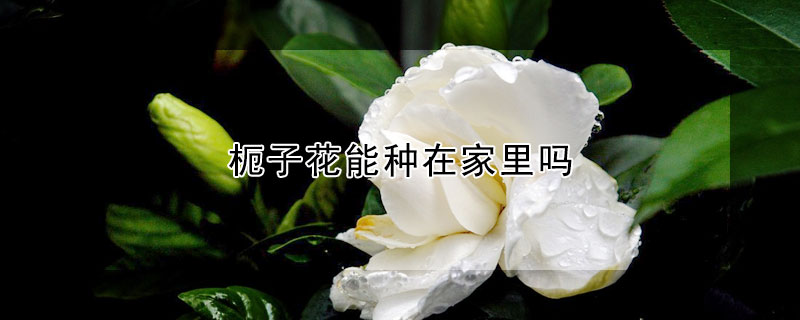 枙子花能種在家裏嗎