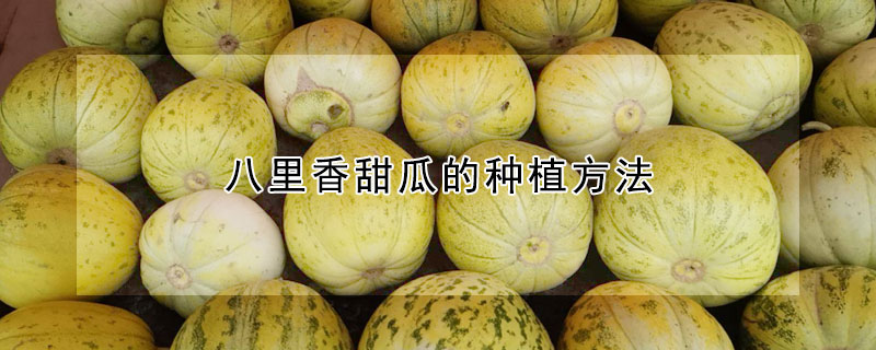 八裏香甜瓜的種植方法