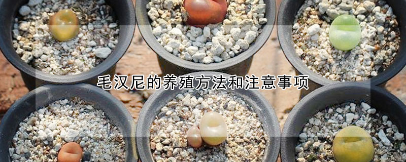 毛漢尼的養殖方法和注意事項