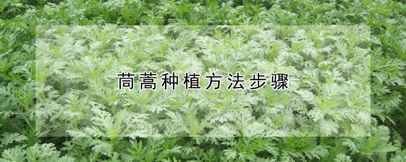 茼蒿種植方法步驟