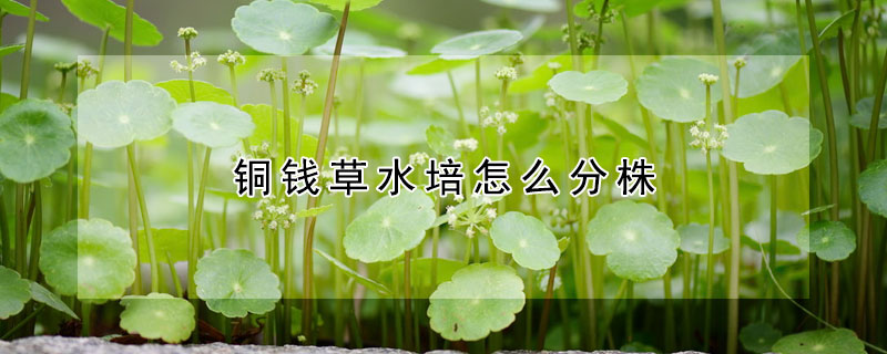 銅錢草水培怎麼分株