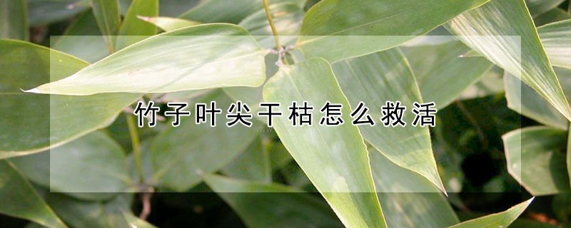 竹子葉尖幹枯怎麼救活