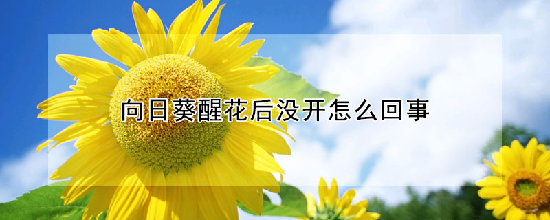 向日葵醒花後沒開怎麼回事