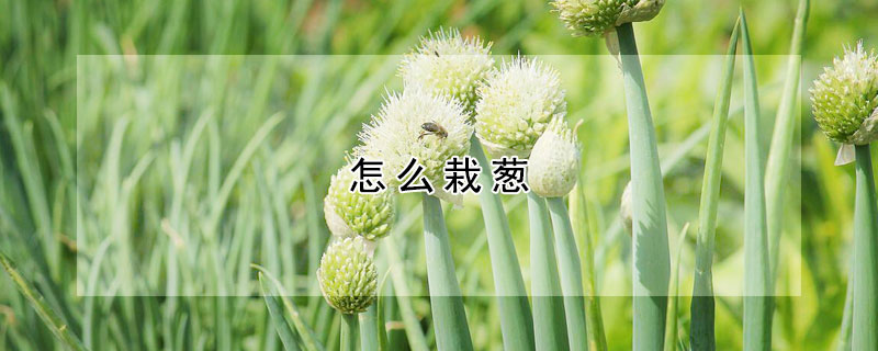 怎麼栽蔥