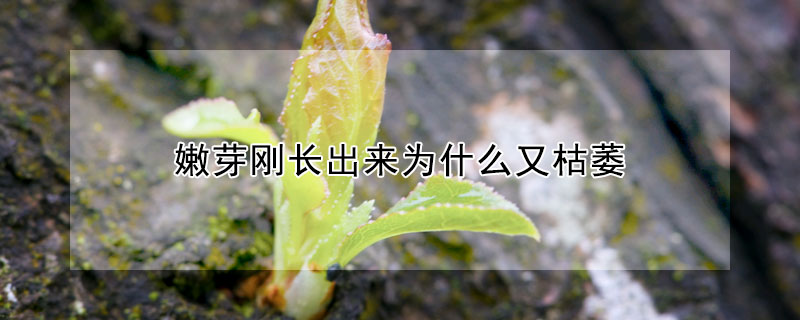 嫩芽剛長出來為什麼又枯萎