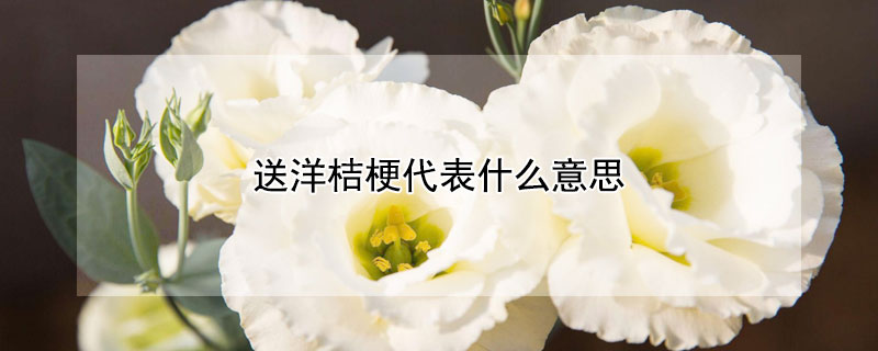 送洋桔梗代表什麼意思