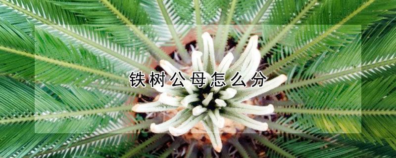 鐵樹公母怎麼分