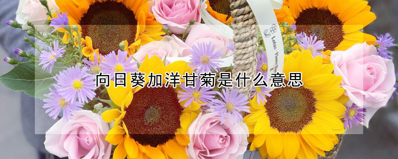 向日葵加洋甘菊是什麼意思
