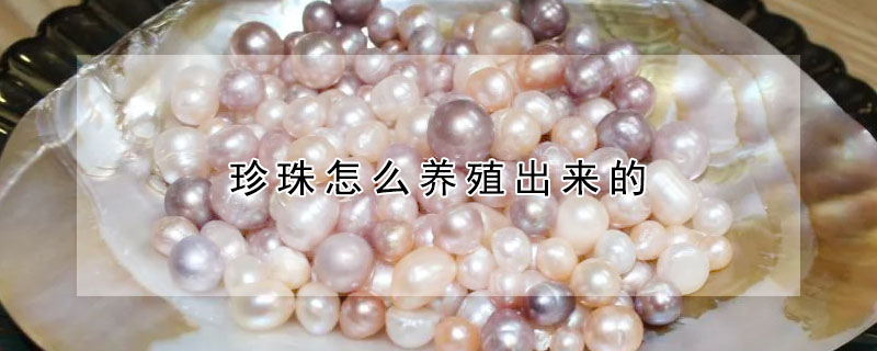 珍珠怎麼養殖出來的