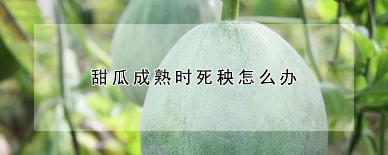 甜瓜成熟時死秧怎麼辦