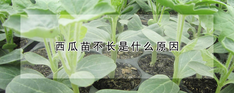 西瓜苗不長是什麼原因