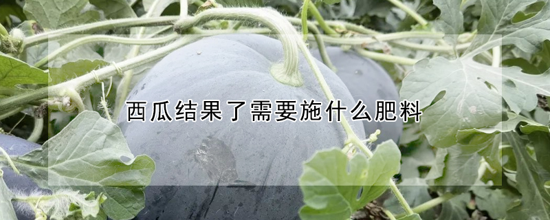 西瓜結果了需要施什麼肥料