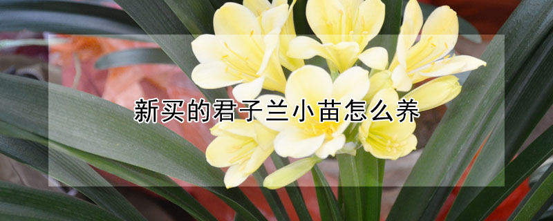 新買的君子蘭小苗怎麼養