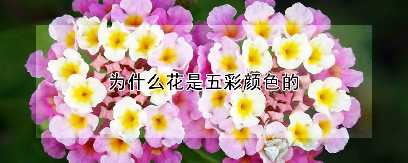 為什麼花是五彩顏色的