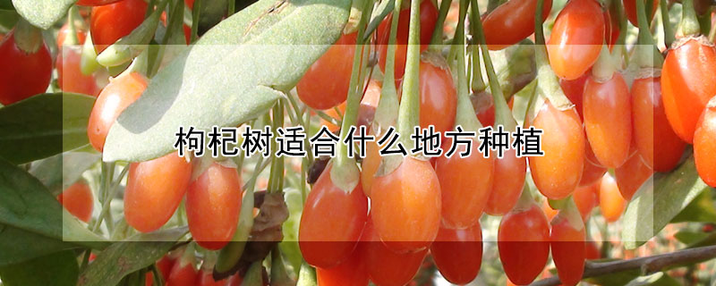 枸杞樹適合什麼地方種植