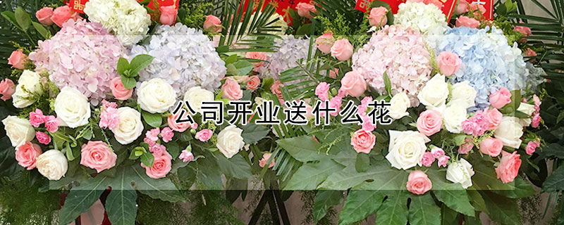 公司開業送什麼花