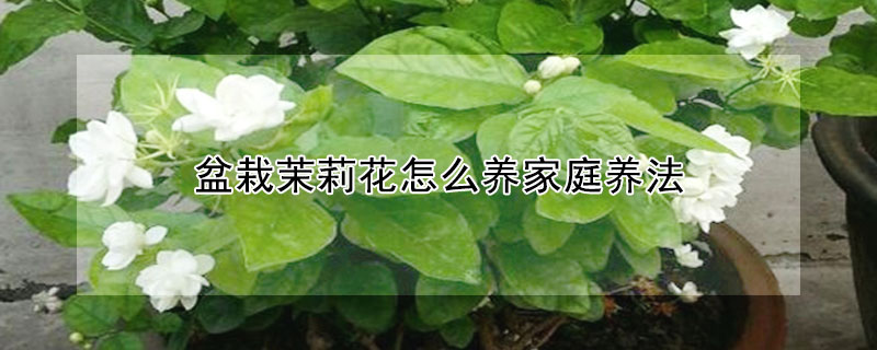 盆栽茉莉花怎麼養家庭養法