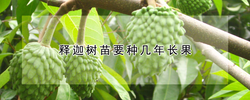 釋迦樹苗要種幾年長果