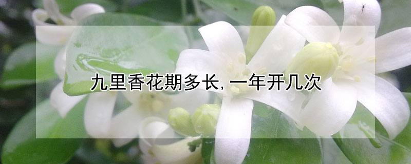 九裏香花期多長,一年開幾次
