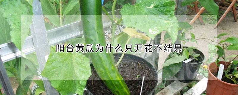 陽台黃瓜為什麼隻開花不結果