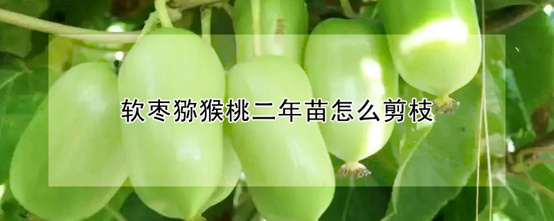 軟棗獼猴桃二年苗怎麼剪枝